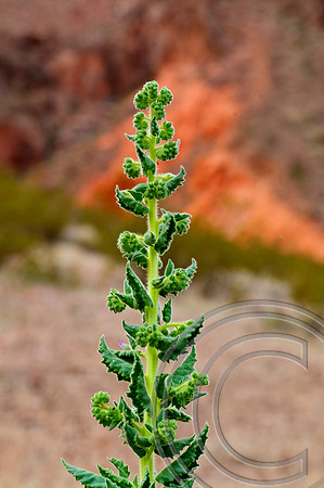 Spring Flower, North Shore Rd., Lake Mead  Nevada