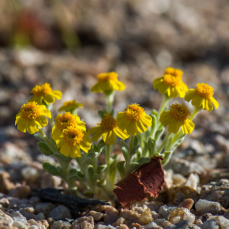 Mojave Road Trip 3.20.16-117