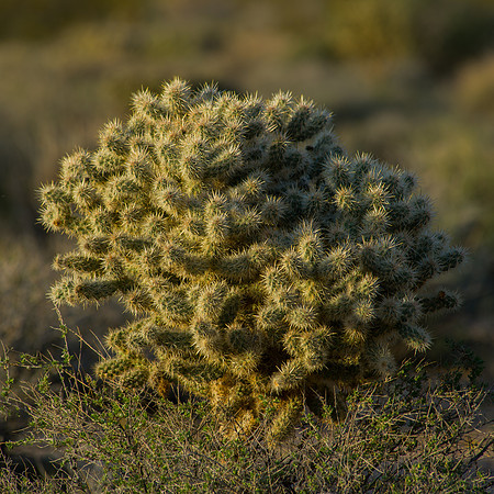 Mojave Road Trip 3.20.16-64