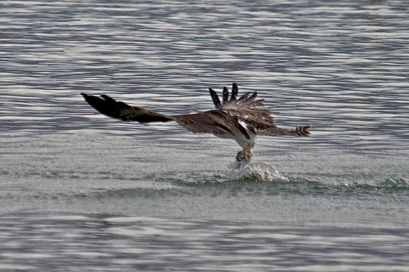 Osprey, Lake Mead