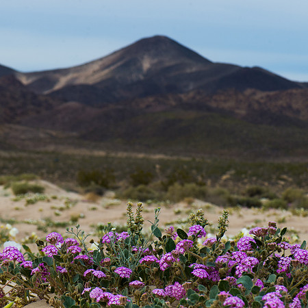 Mojave Road Trip 3.20.16-224