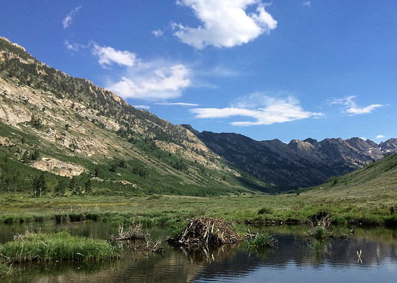 Lamoille Canyon Beaver Dam