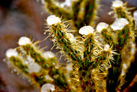 Cholla, Christmas Tree Pass