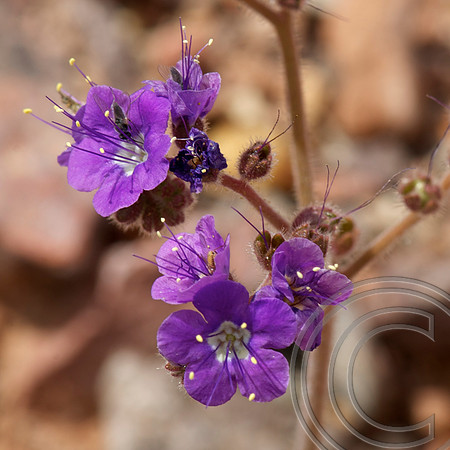 Spring Flower, North Shore Rd., Lake Mead  Nevada