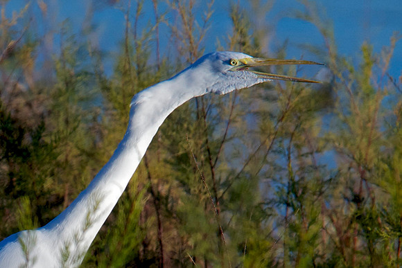 Great Egret, Lake Mead Nevada