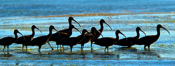 Ibis, Lake Mead Nevada