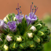 Spring Flower, North Shore Rd., Lake Mead  Nevada