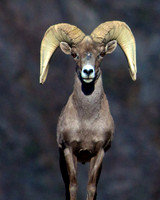 Bighorn Sheep, Black Canyon