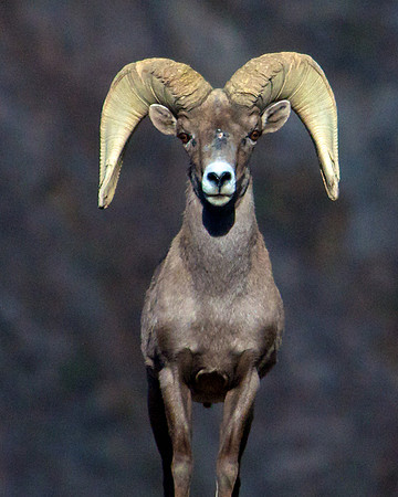 Bighorn Sheep, Black Canyon