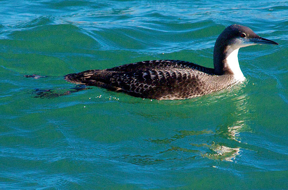 Grebe, Lake Mead