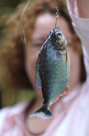 Piranha
