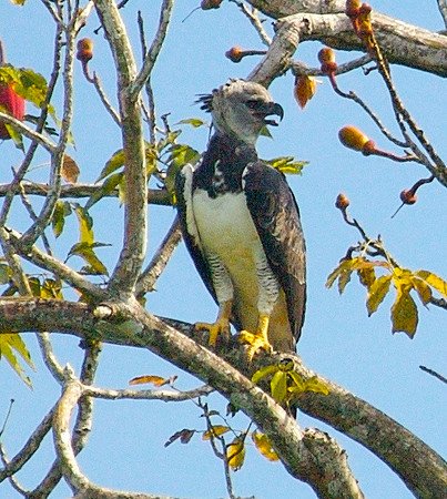 Harpy Eagle