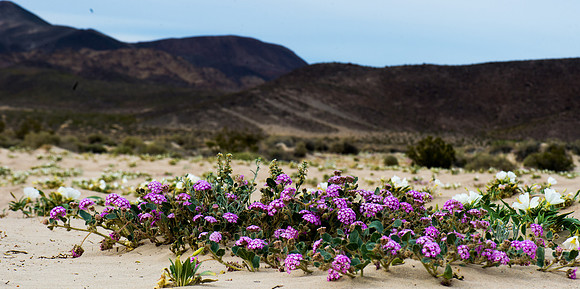 Mojave Road Trip 3.20.16-225