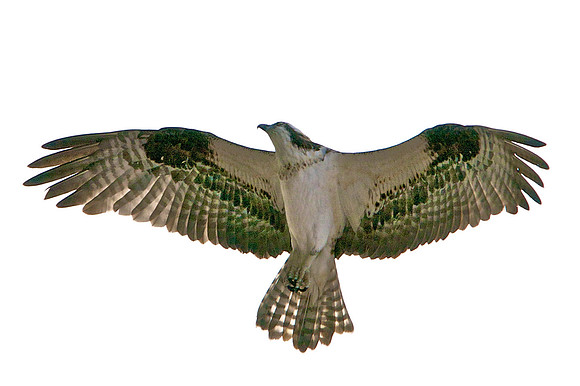 Osprey, Lake Mead