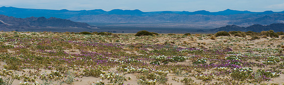 Mojave Road Trip 3.20.16-211