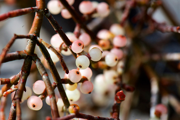 DSC_2094