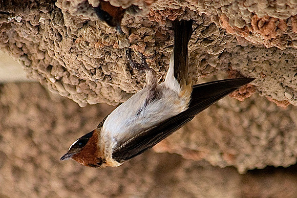 Cliff Swallow, Las Vegas Wash