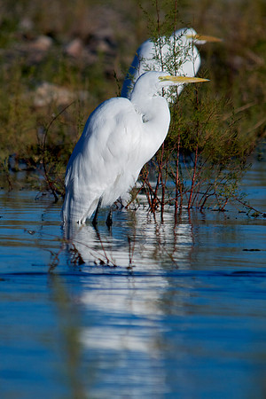 Great Egret, Lake Mead Nevada