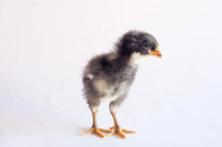 My Pet Chicken-16