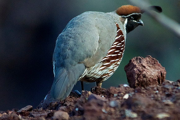 Gambel's Quail, Lake Mead