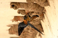 Kestral Catches Cliff Swallow, Lake Mead