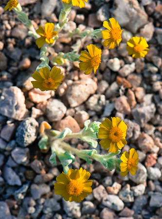 Mojave Road Trip 3.20.16-108