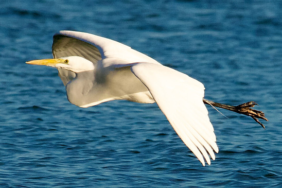 Great Egret, Lake Mead Nevada