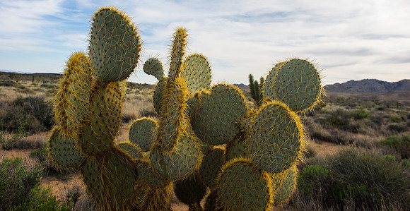 Mojave Road Trip 3.20.16-48