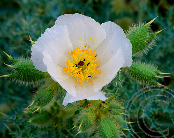 Prickly Poppy, North Shore Rd., Lake Mead  Nevada