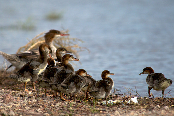 Red Head Duck, Lake Mead Nevada