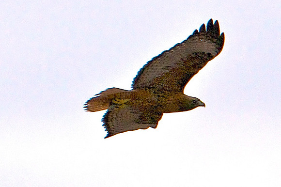 Golden Eagle, Black Canyon