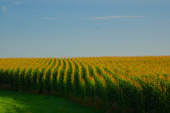 Light and Color Cornfield