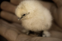 My Pet Chicken-7
