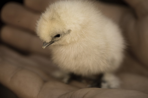 My Pet Chicken-7
