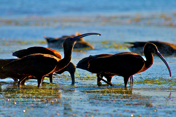 Ibis, Lake Mead Nevada