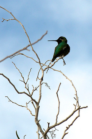 Hummingbird, Lake Mead Nevada