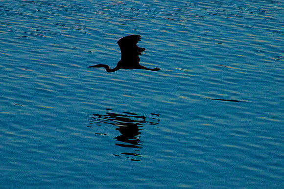 Great Blue Heron, Lake Mead