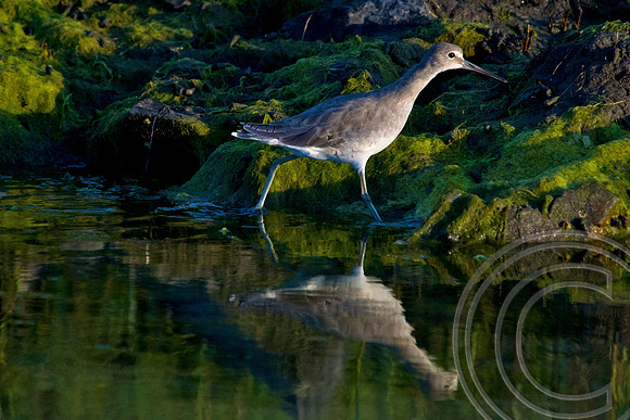 San Diego River, California