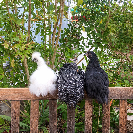 My Pet Chicken-61