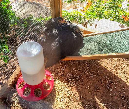 My Pet Chicken-49