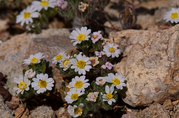 Kingman Wash, Lake Mead Recreation Area