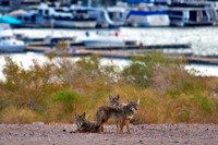 Lake Mead Coyotes