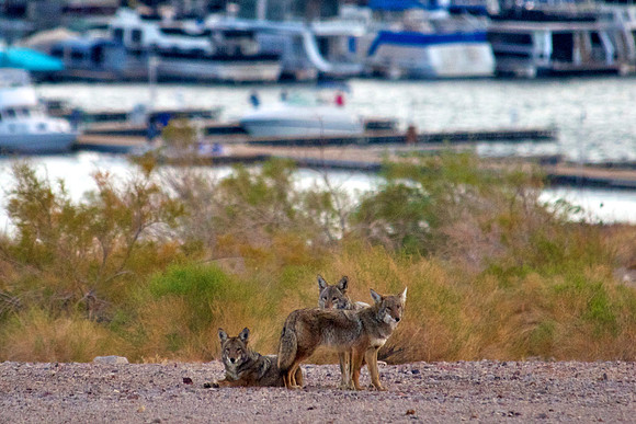 Lake Mead Coyotes