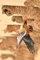 Kestral Captures Cliff Swallow, Lake Mead