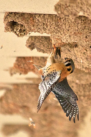 Kestral Captures Cliff Swallow, Lake Mead