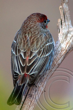 House Finch, Lake Mead