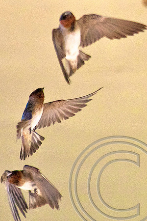 Cliff Swallow, Las Vegas Wash
