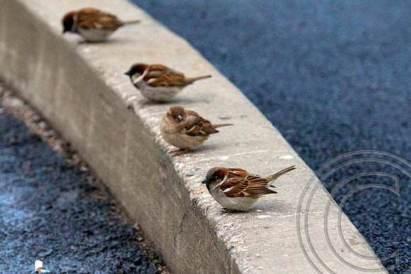 Finch, Hoover Dam