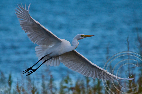 Great Egret, Lake Mead