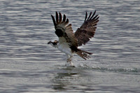 Osprey, Lake Mead